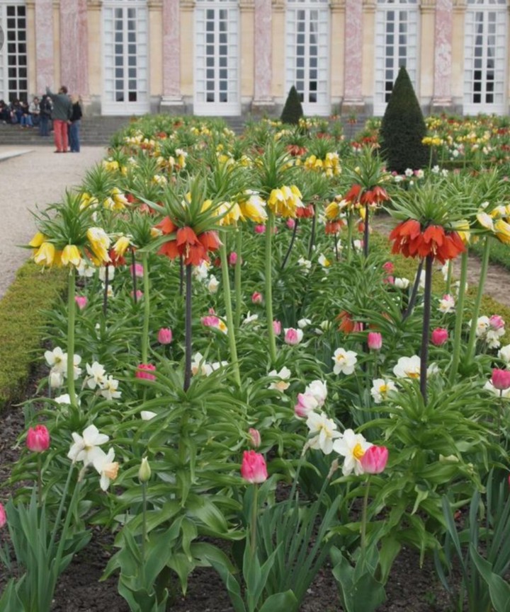 Versailles flower border