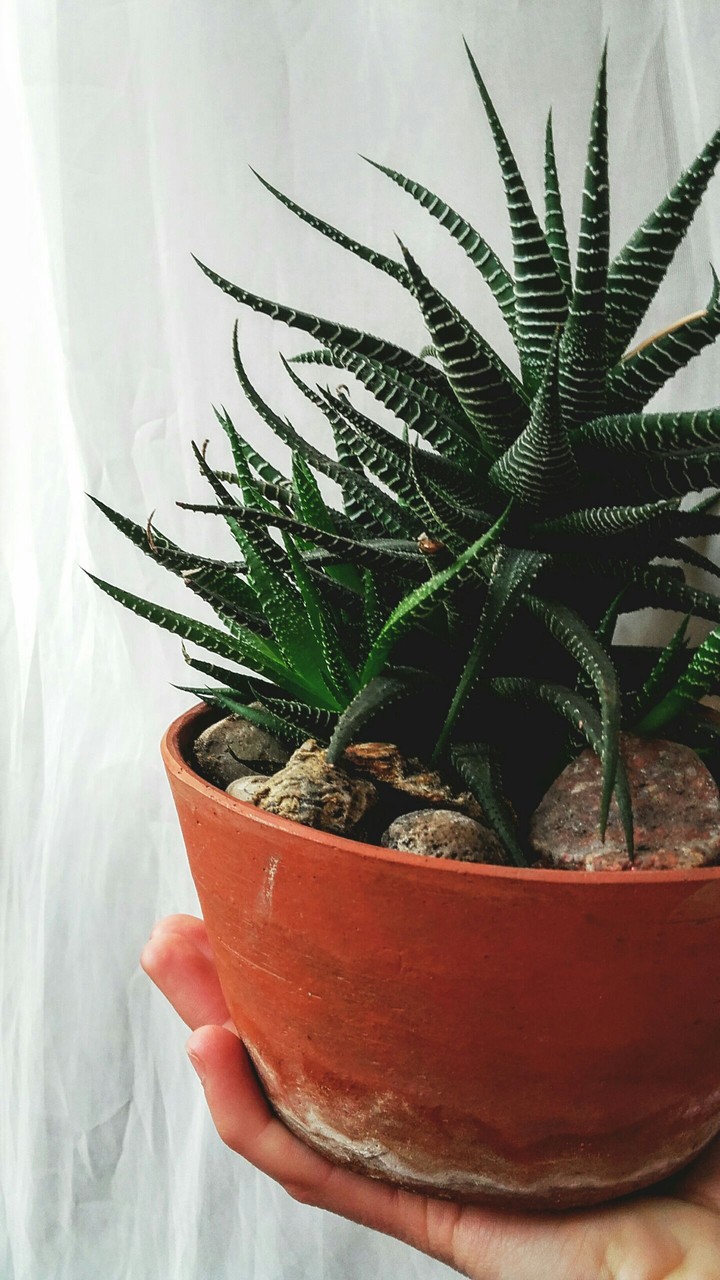 cactus