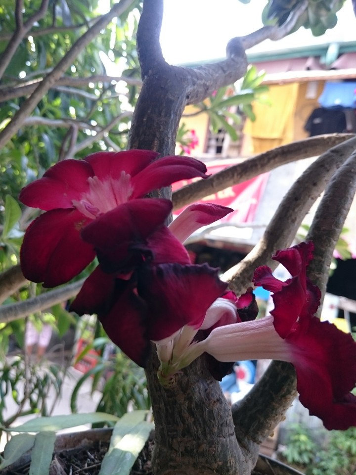 dark red flower