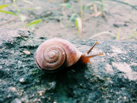 snail