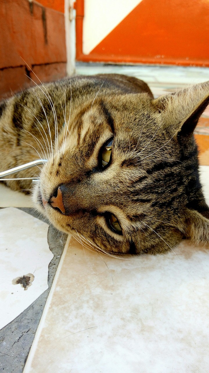 zazou