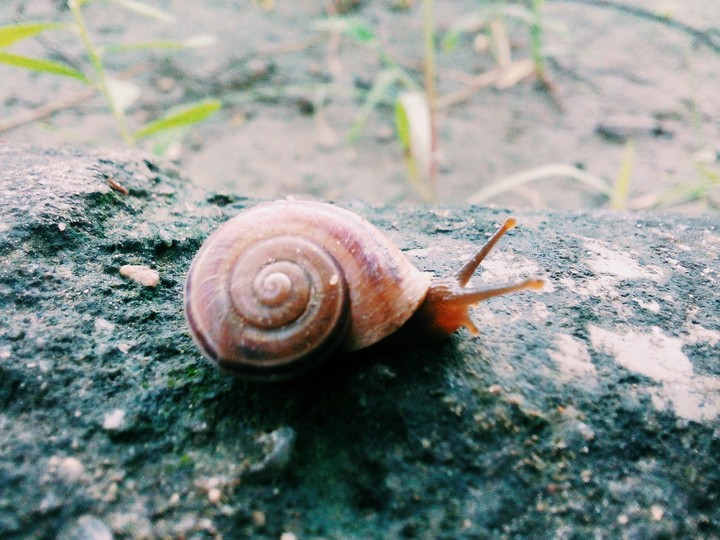 snail