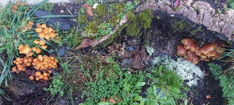 plant, fungus wallpapers