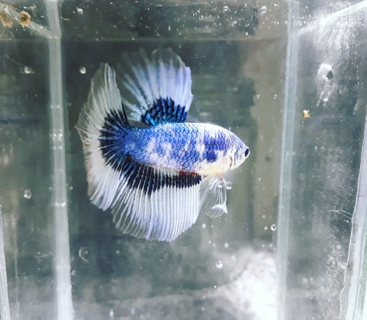 Fighting fish