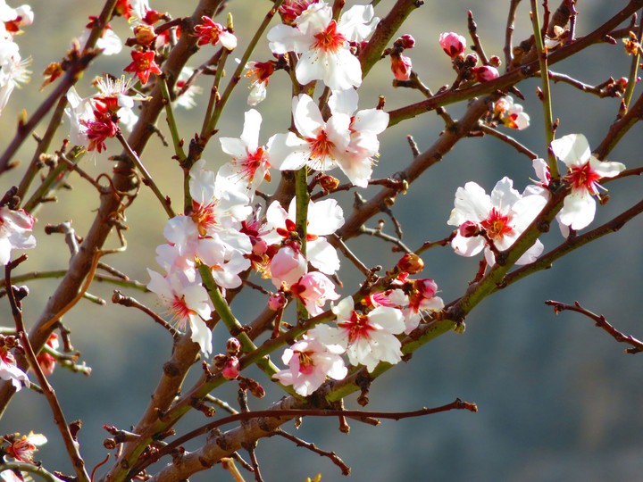 Spring