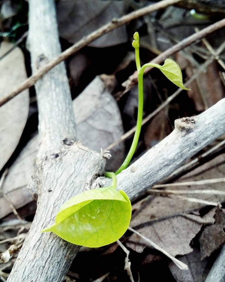 green leave