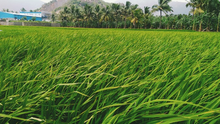 paddyfield