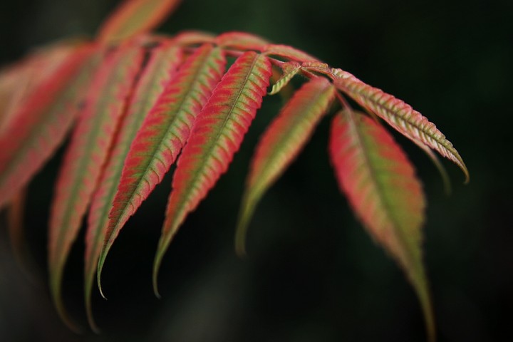 green into red