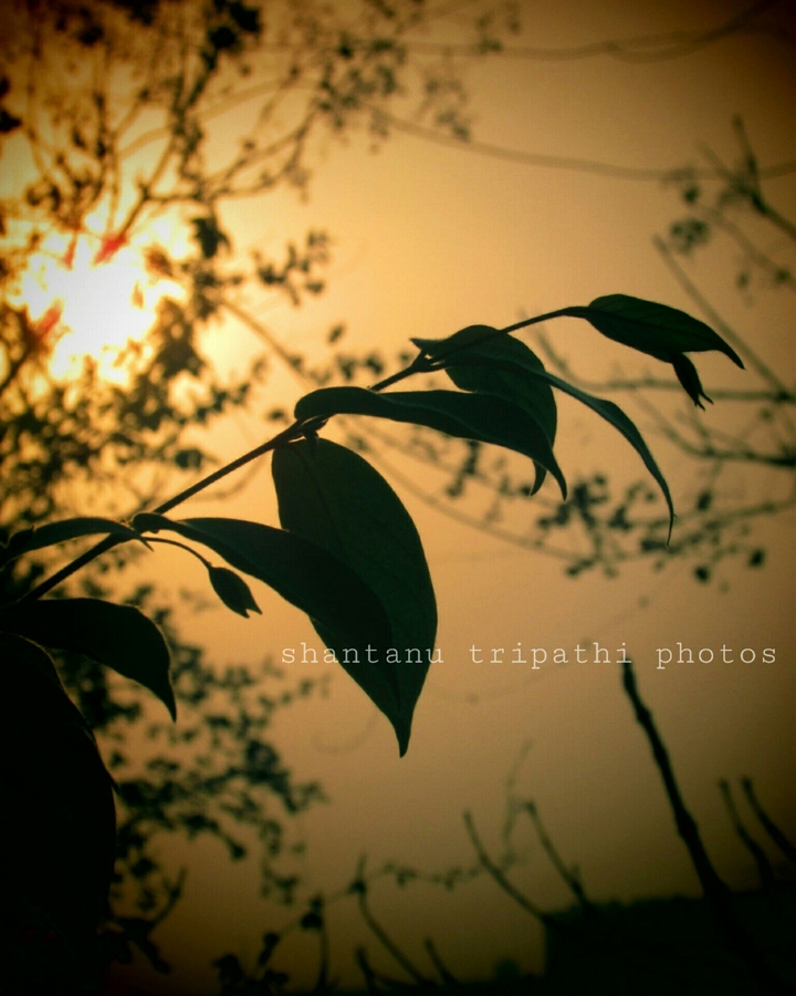Nature