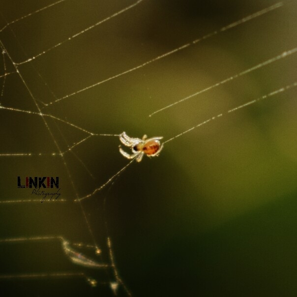 Spider