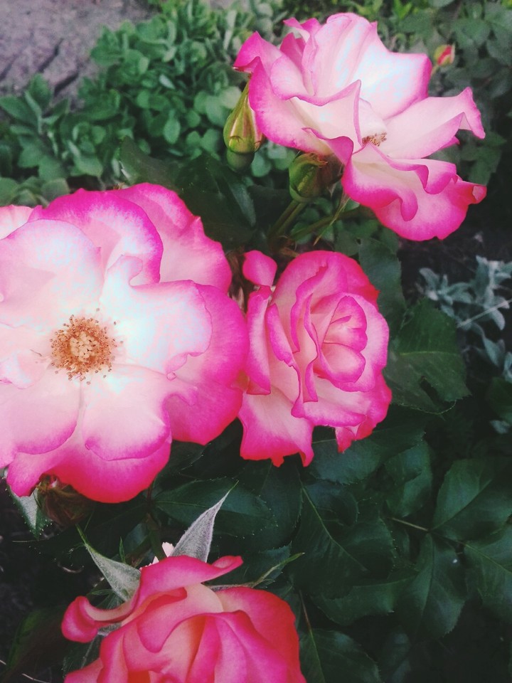 rose, roseflower
