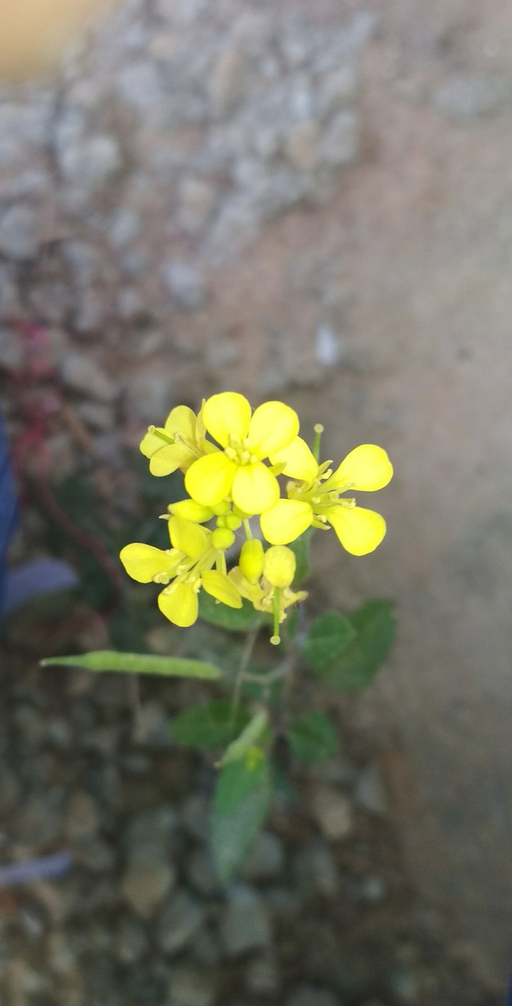 indian flowers