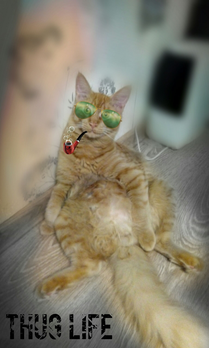 Thug life Big kitty