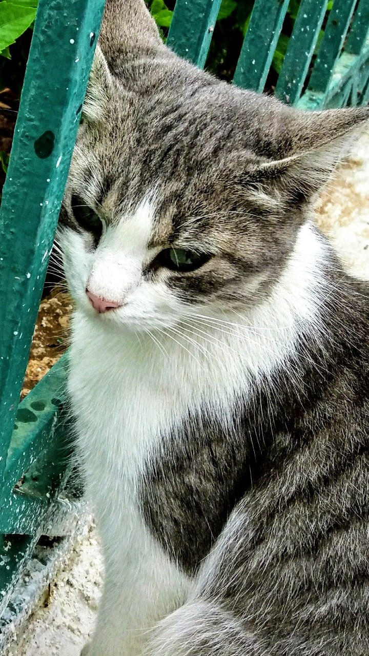cat