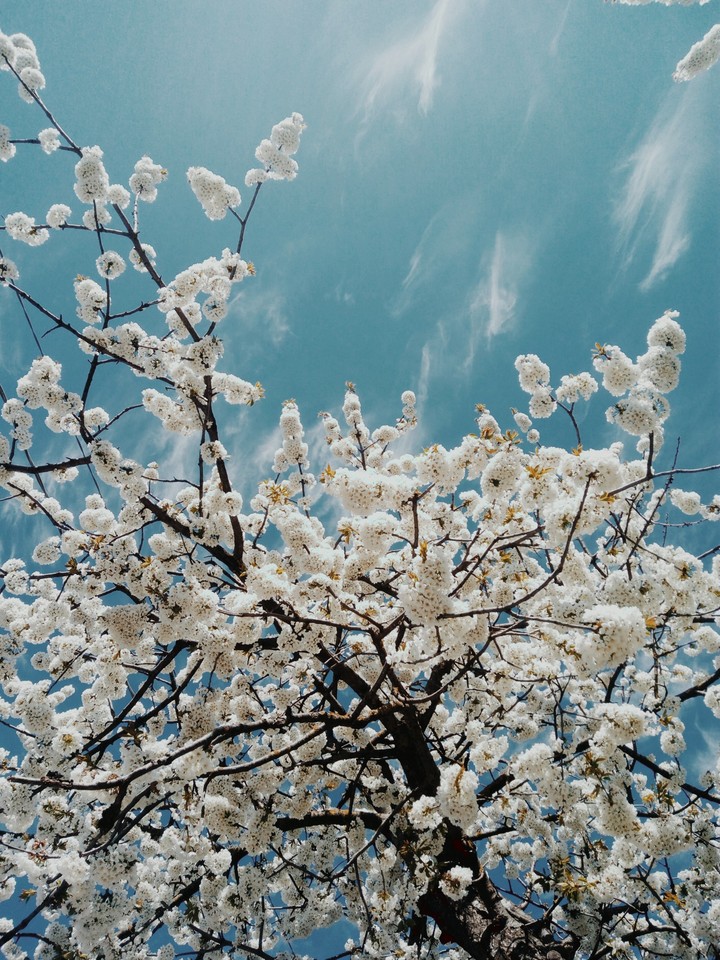 white flowers