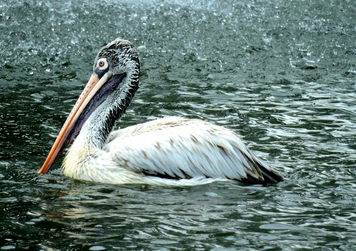 swimming bird searching fish..