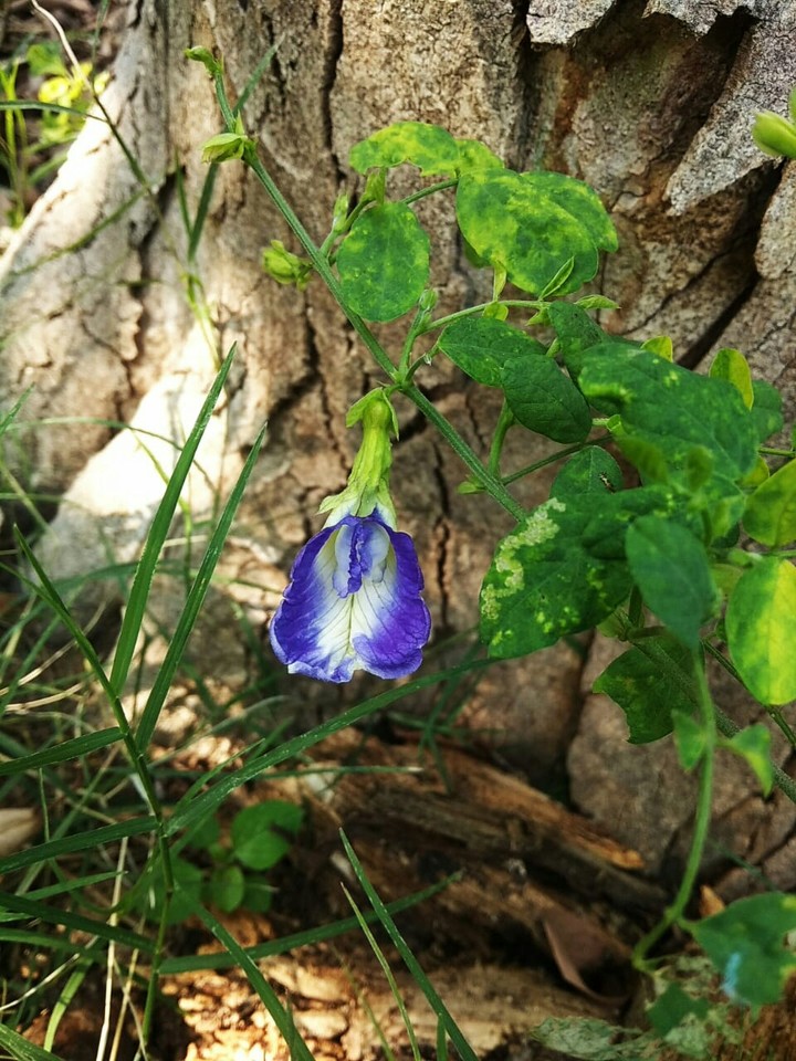 Blue Flower