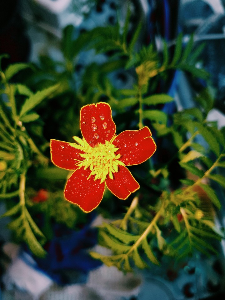 Flower velvet