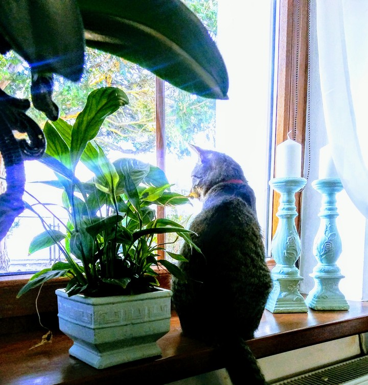looking in the window
