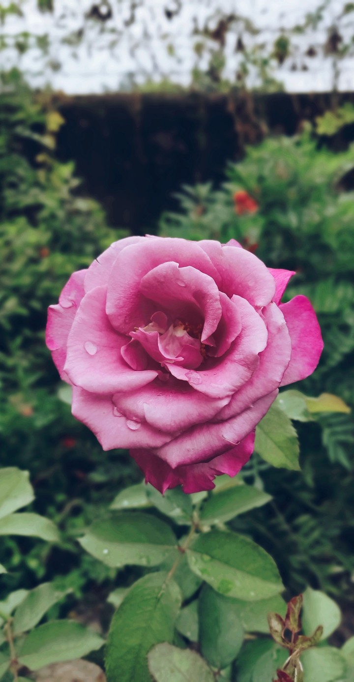 Pink Rose