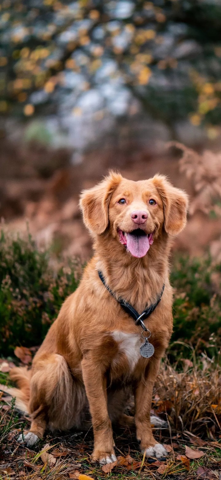 Dog