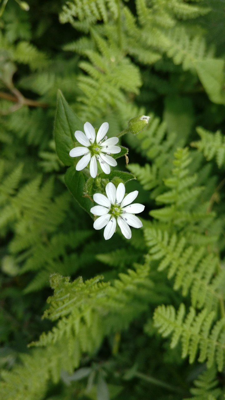 flower of love