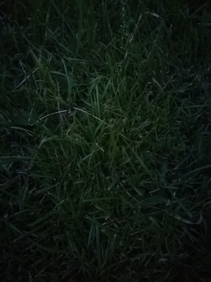 трава 