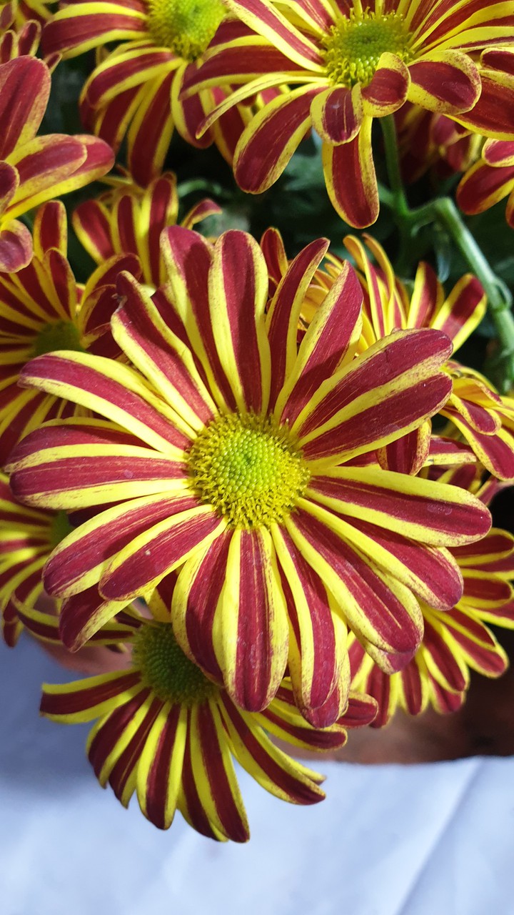Beautiful flower