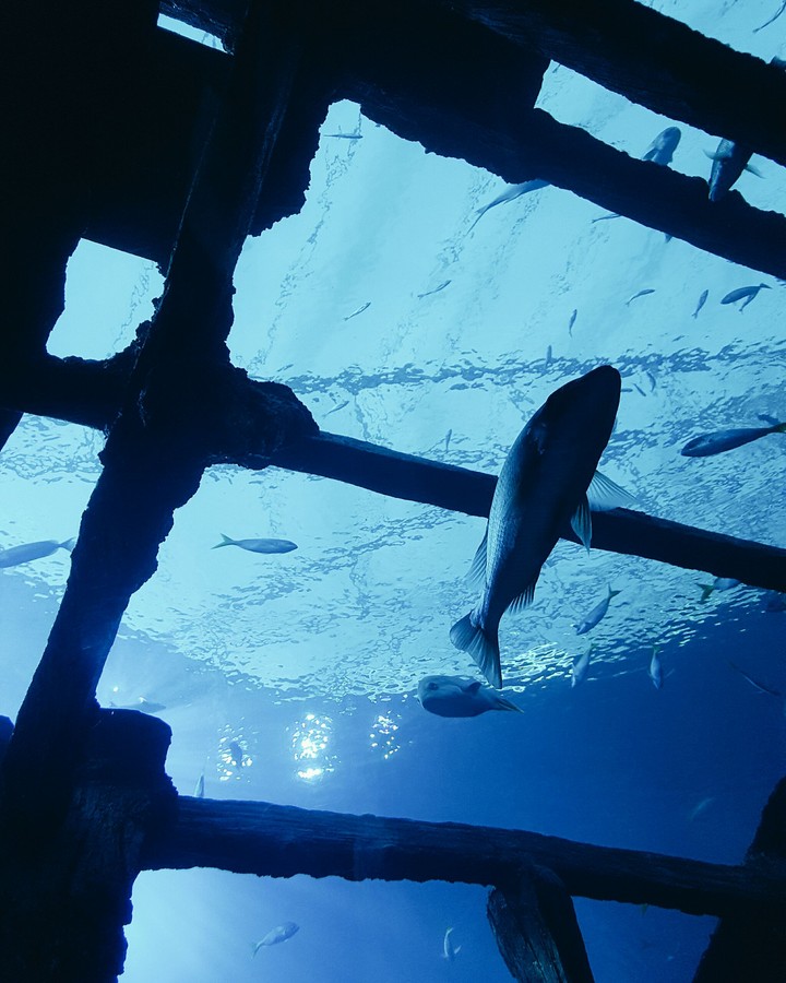 Under the sea