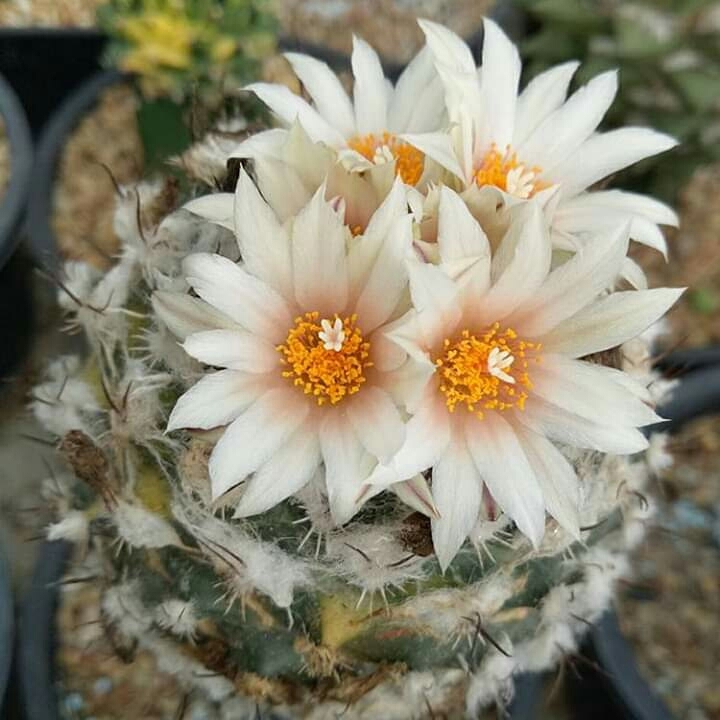 Cactus