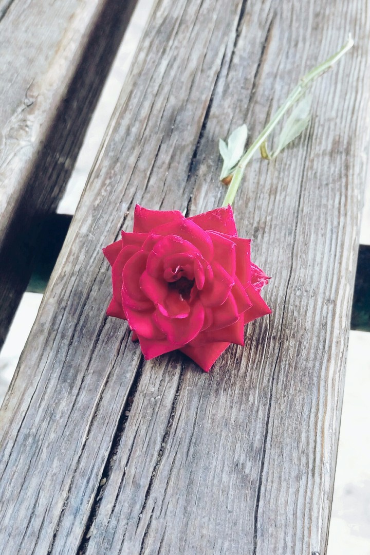 red rose