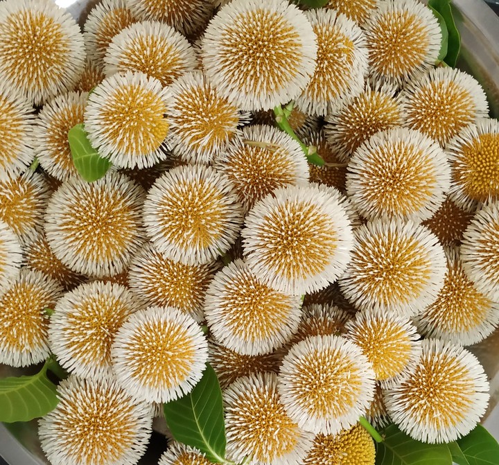a bunch of kadamba flowers