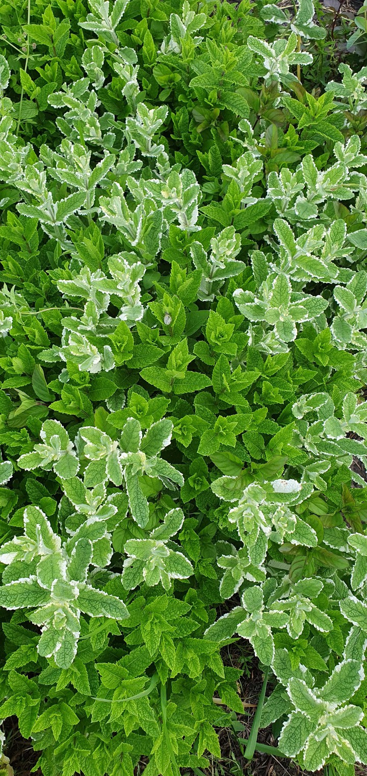 mint