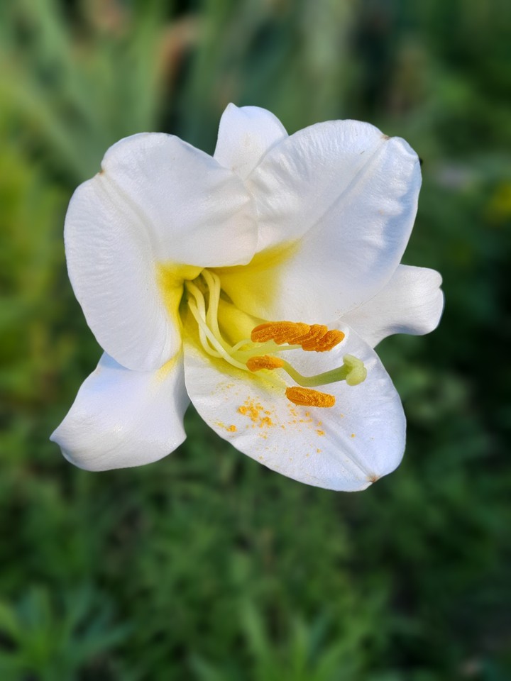White lily