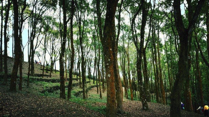 Trees