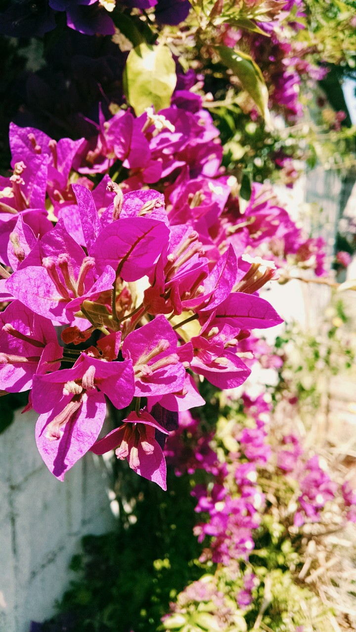 Primavera