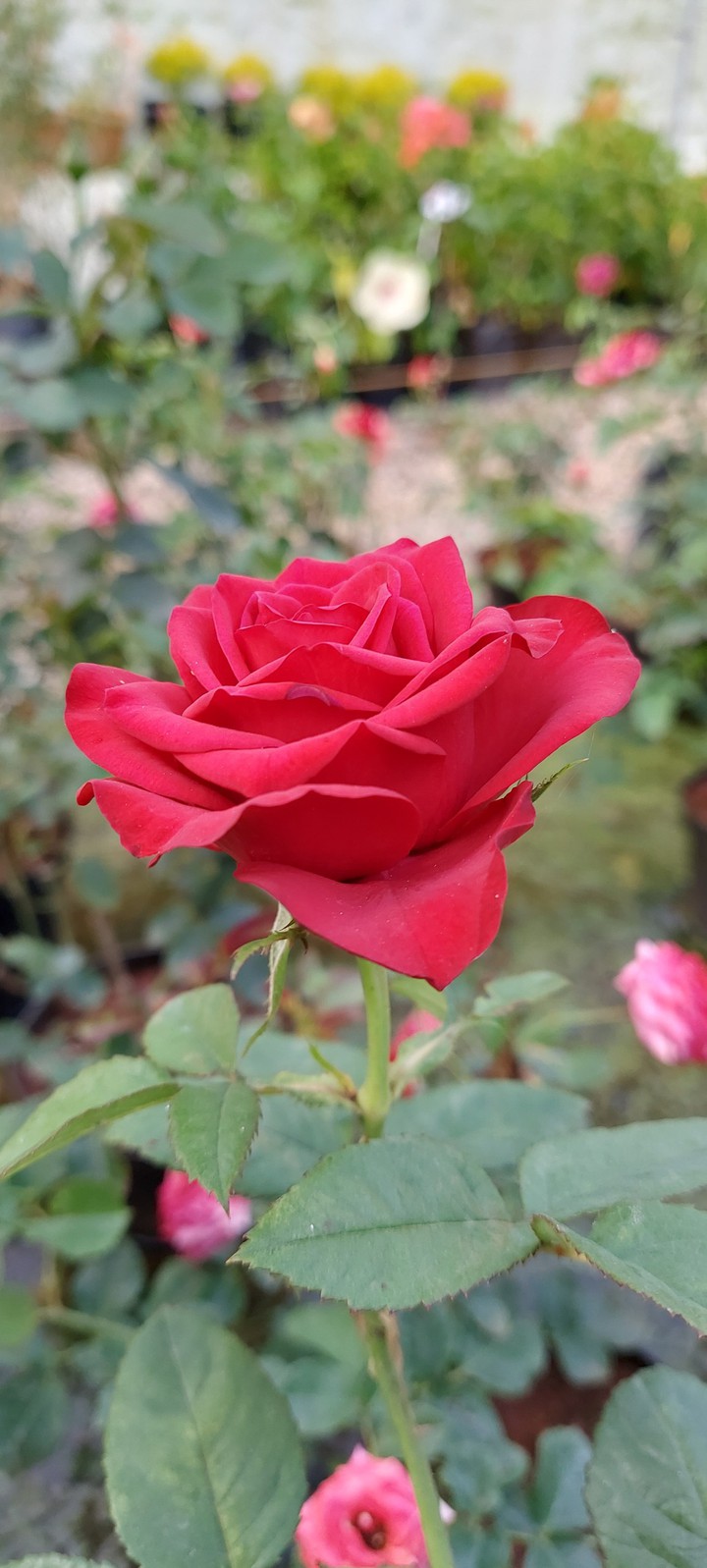 Rose
