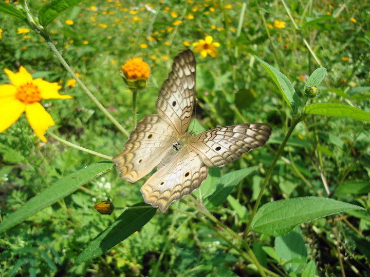 mariposa