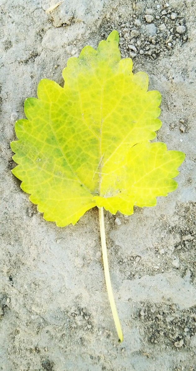beautiful leaf