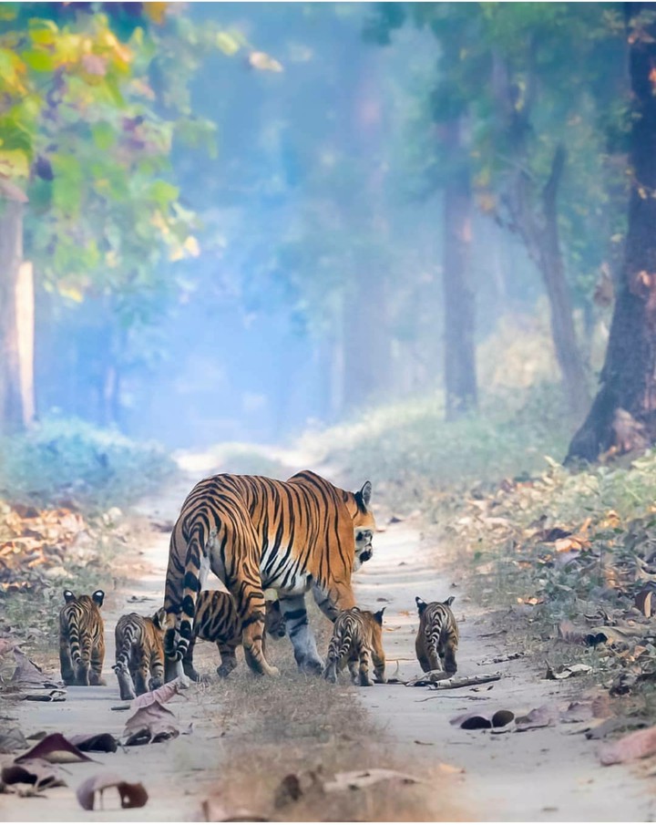 Super Mom