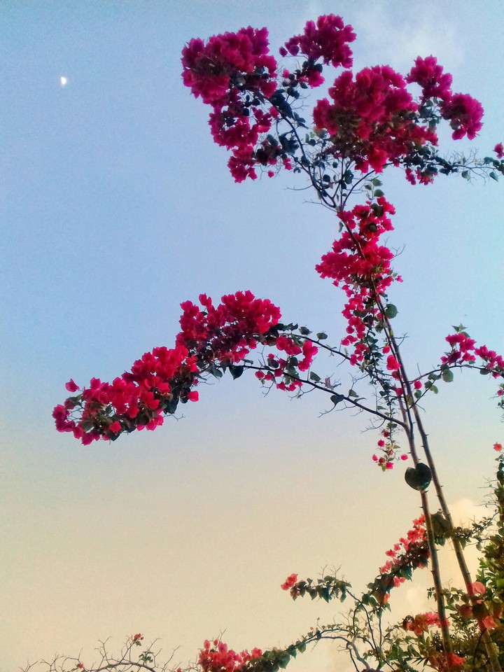 Flor Três Marias