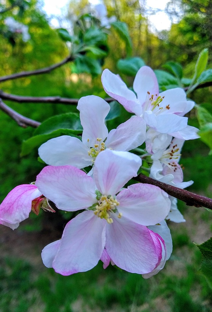 Apple blossom