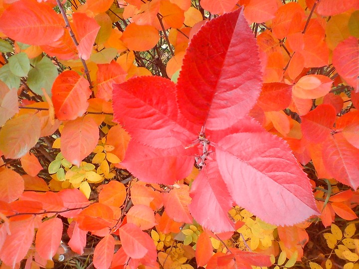 the Autumn Etude#1/ Осенний этюд#1