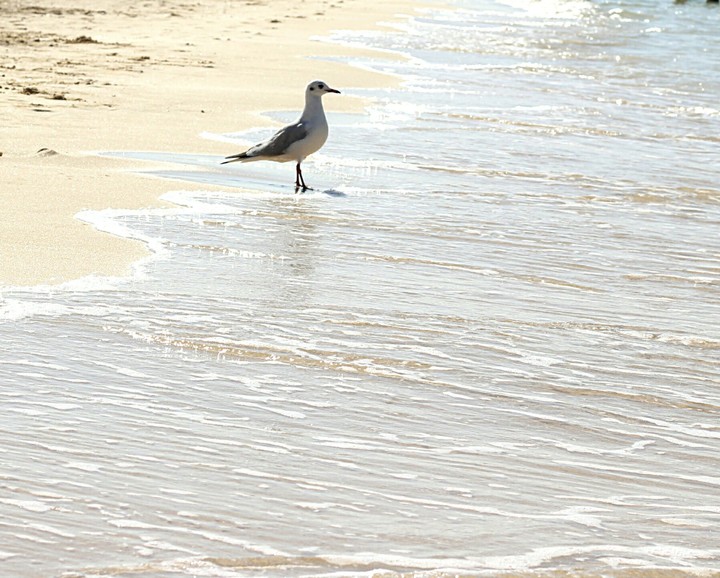 bird on beach