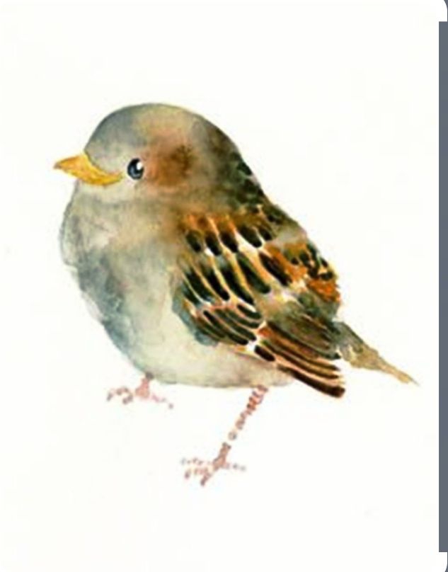 birdy ?