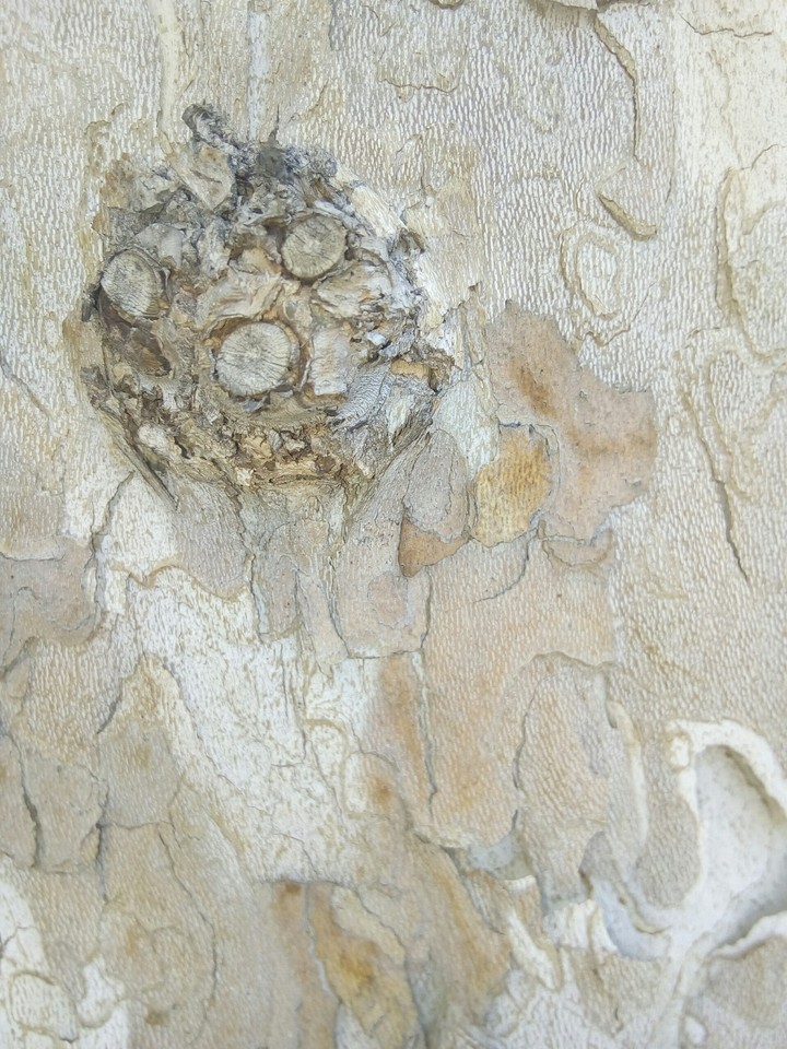 corteccia