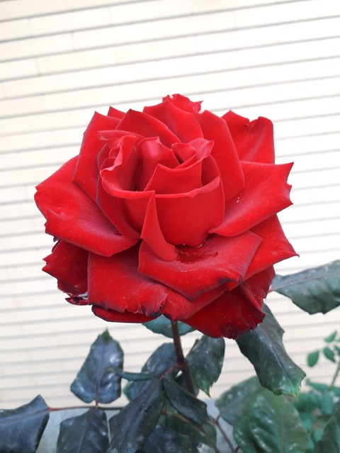 گل رز پاییزی ۱۳۹۸