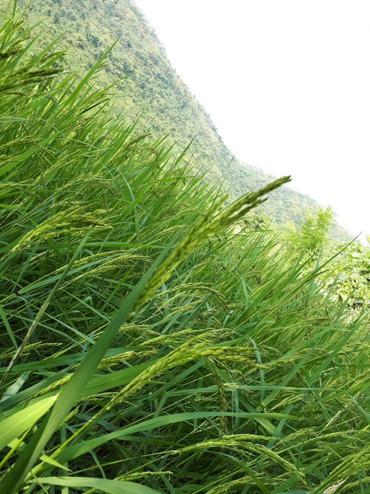 beauty rice field