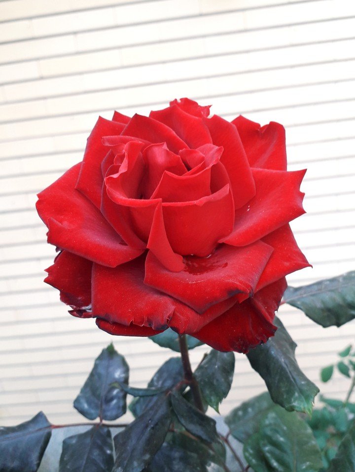 گل رز پاییزی ۱۳۹۸