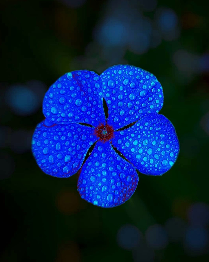 Indigo blue